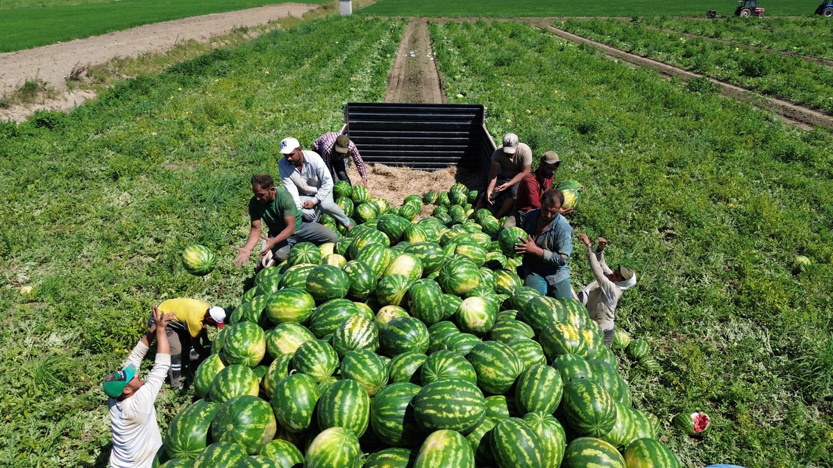 Bafra Ovası nda 94 bin 500 ton karpuz rekoltesi bekleniyor, Görsel 1