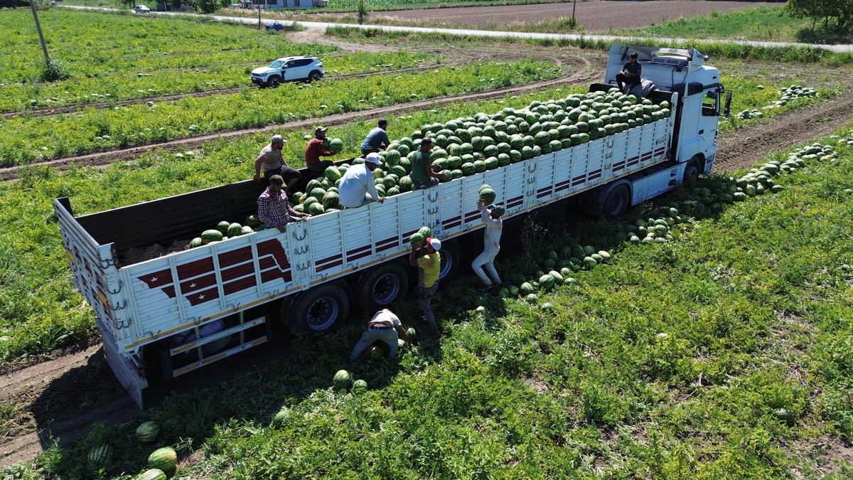 Bafra Ovası nda 94 bin 500 ton karpuz rekoltesi bekleniyor, Görsel 2
