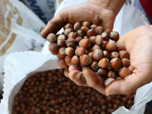 Fındık rekoltesinin bu yıl 453 bin ton olması bekleniyor