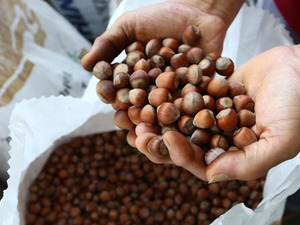 Ticaret borsalarında 11 ayda 637 bin tonu aşkın fındık işlem g&ouml;rd&uuml;