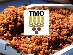 TMO'nun &ccedil;ekirdeksiz kuru &uuml;z&uuml;m alım fiyatı belirlendi