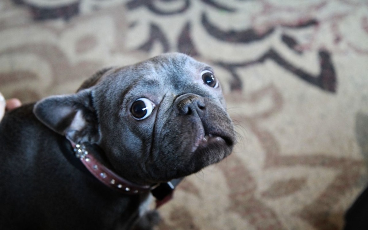 İtalya da k&ouml;peklere turist vergisi başlıyor, G&ouml;rsel 2