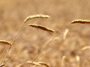 Arpa ve mısır ithalatında tarife kontenjanları belirlendi