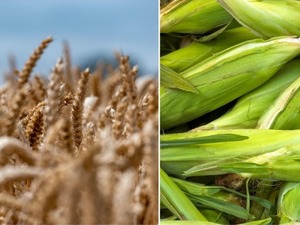 TMO'dan arpa ve mısır ithalatında yeni d&uuml;zenlemeye ilişkin a&ccedil;ıklama