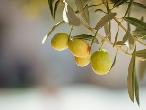 Hatay'da 201 bin ton zeytin rekoltesi bekleniyor