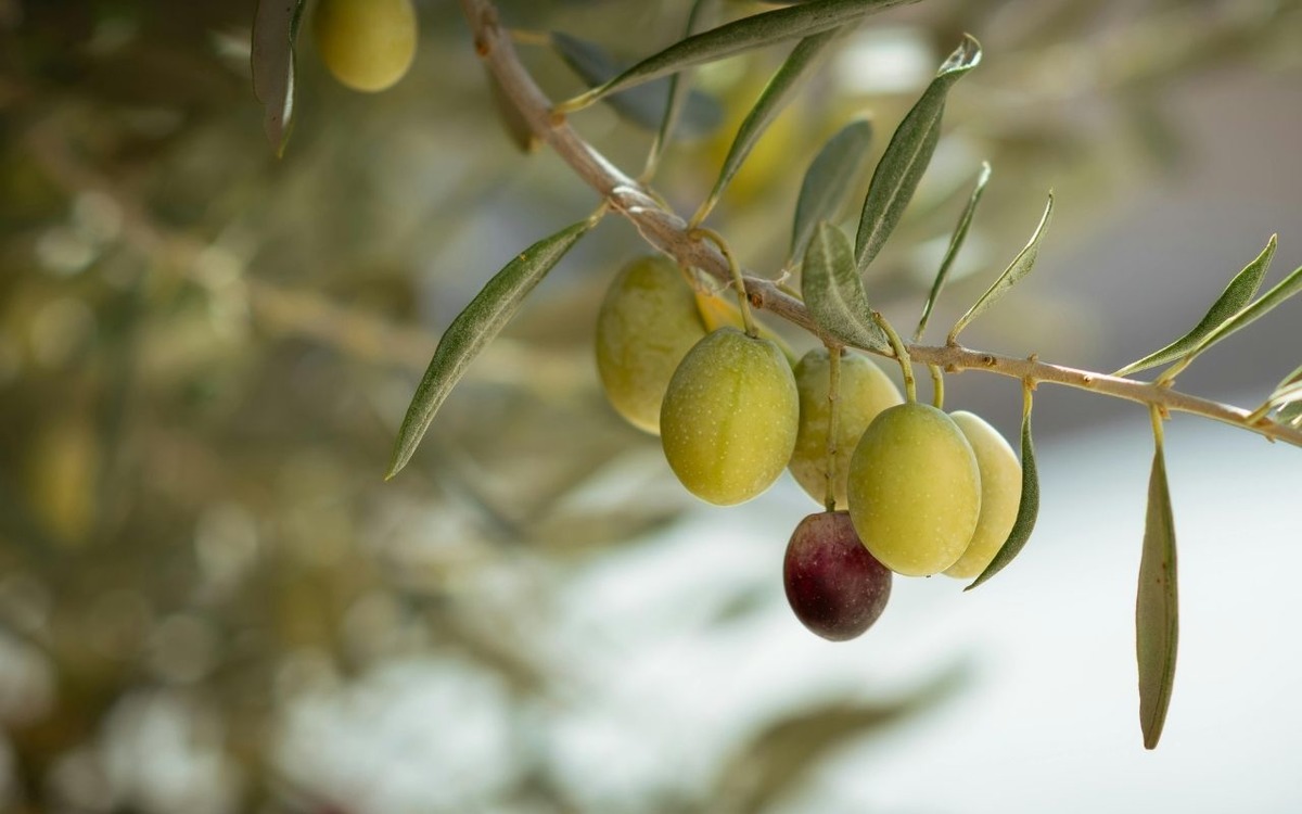 Hatay da 201 bin ton zeytin rekoltesi bekleniyor, G&ouml;rsel 2