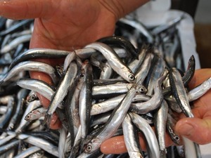 T&uuml;rkiye'den 13 milyon dolara yakın hamsi ihracatı