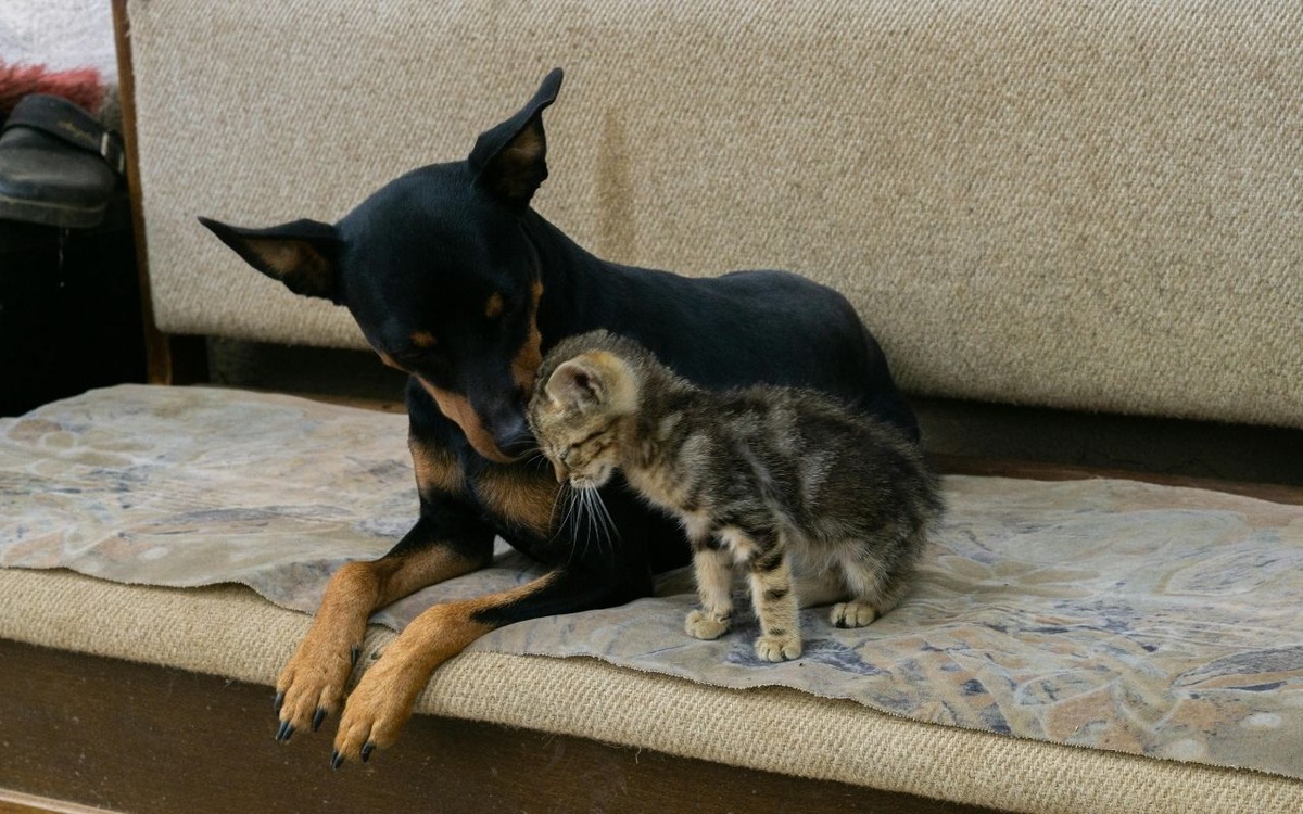 Türkiye’de beslemek yasaklanmıştı: AB kedi ve köpeklerin refahı için kural getiriyor, Görsel 2
