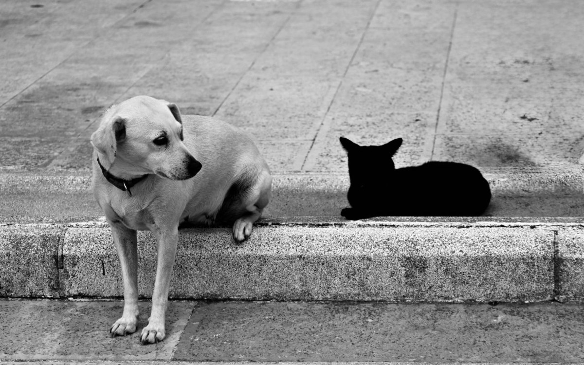 Türkiye’de beslemek yasaklanmıştı: AB kedi ve köpeklerin refahı için kural getiriyor, Görsel 1