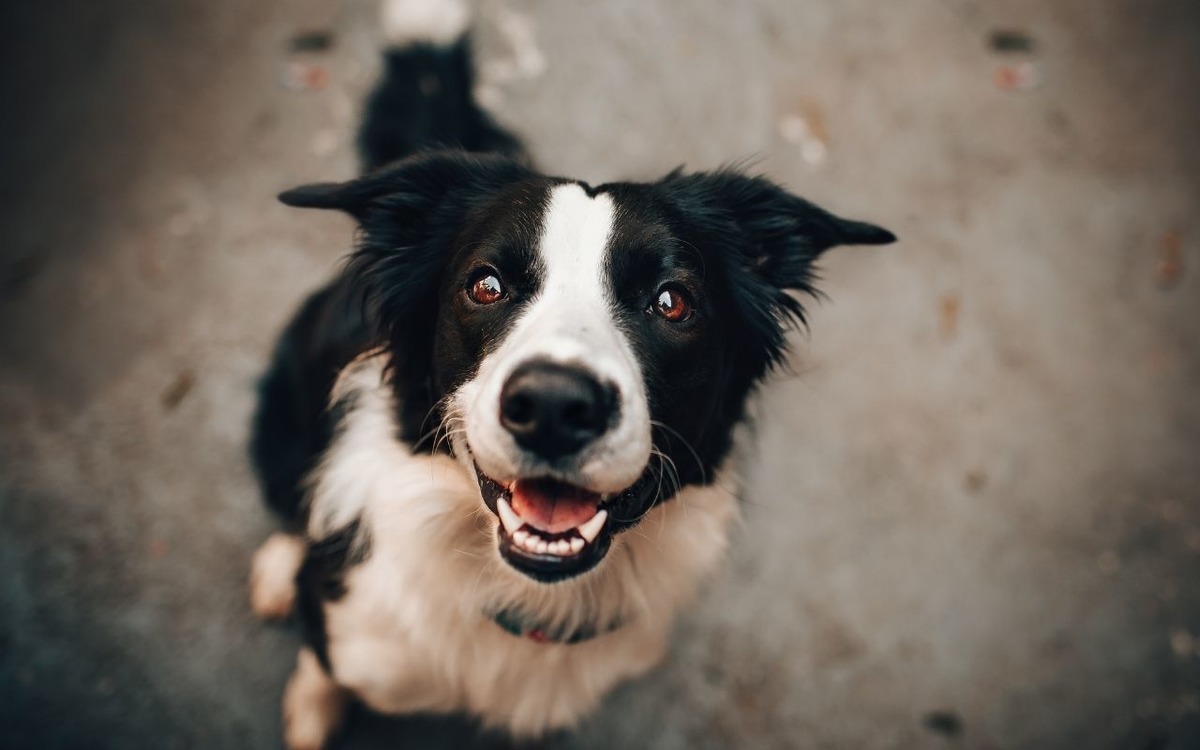 Türkiye’de beslemek yasaklanmıştı: AB kedi ve köpeklerin refahı için kural getiriyor, Görsel 3