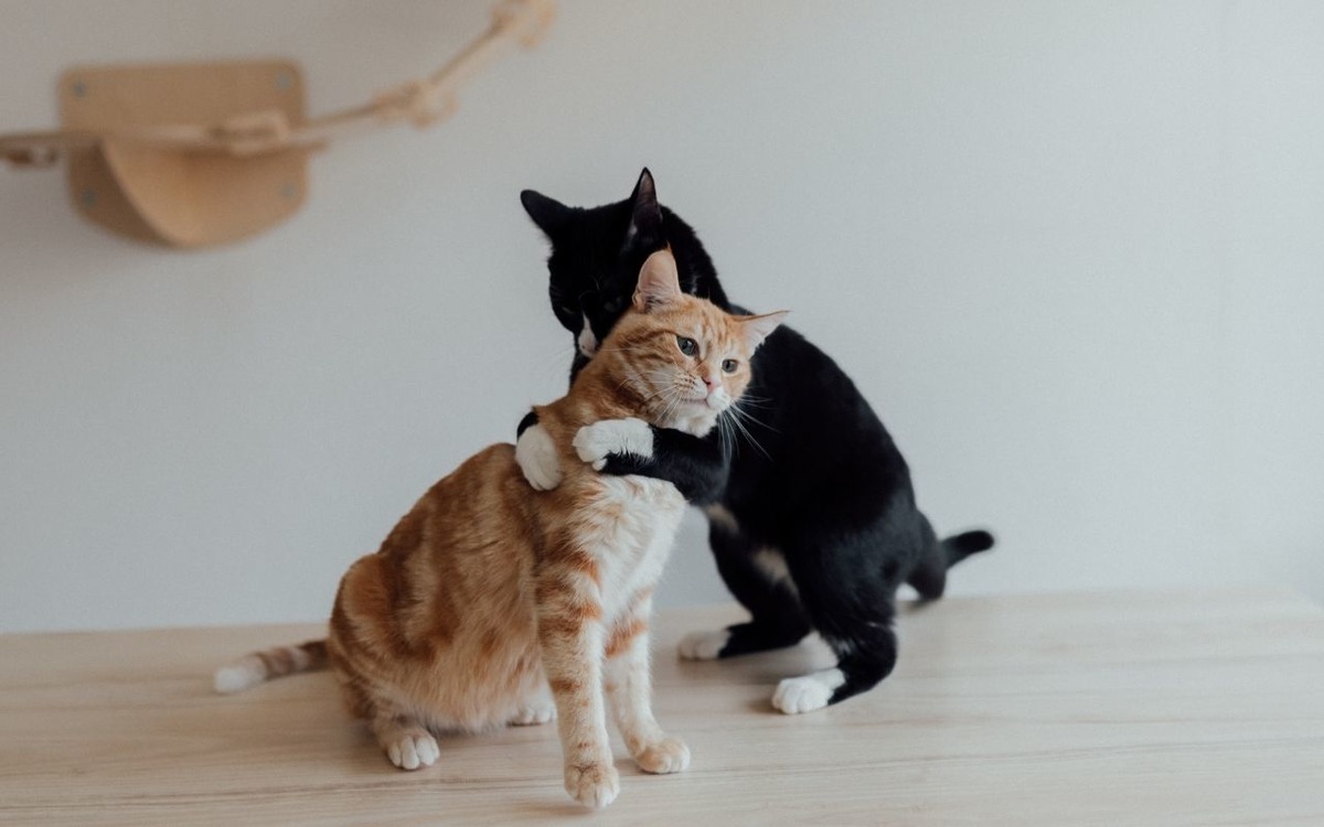 Türkiye’de beslemek yasaklanmıştı: AB kedi ve köpeklerin refahı için kural getiriyor, Görsel 4