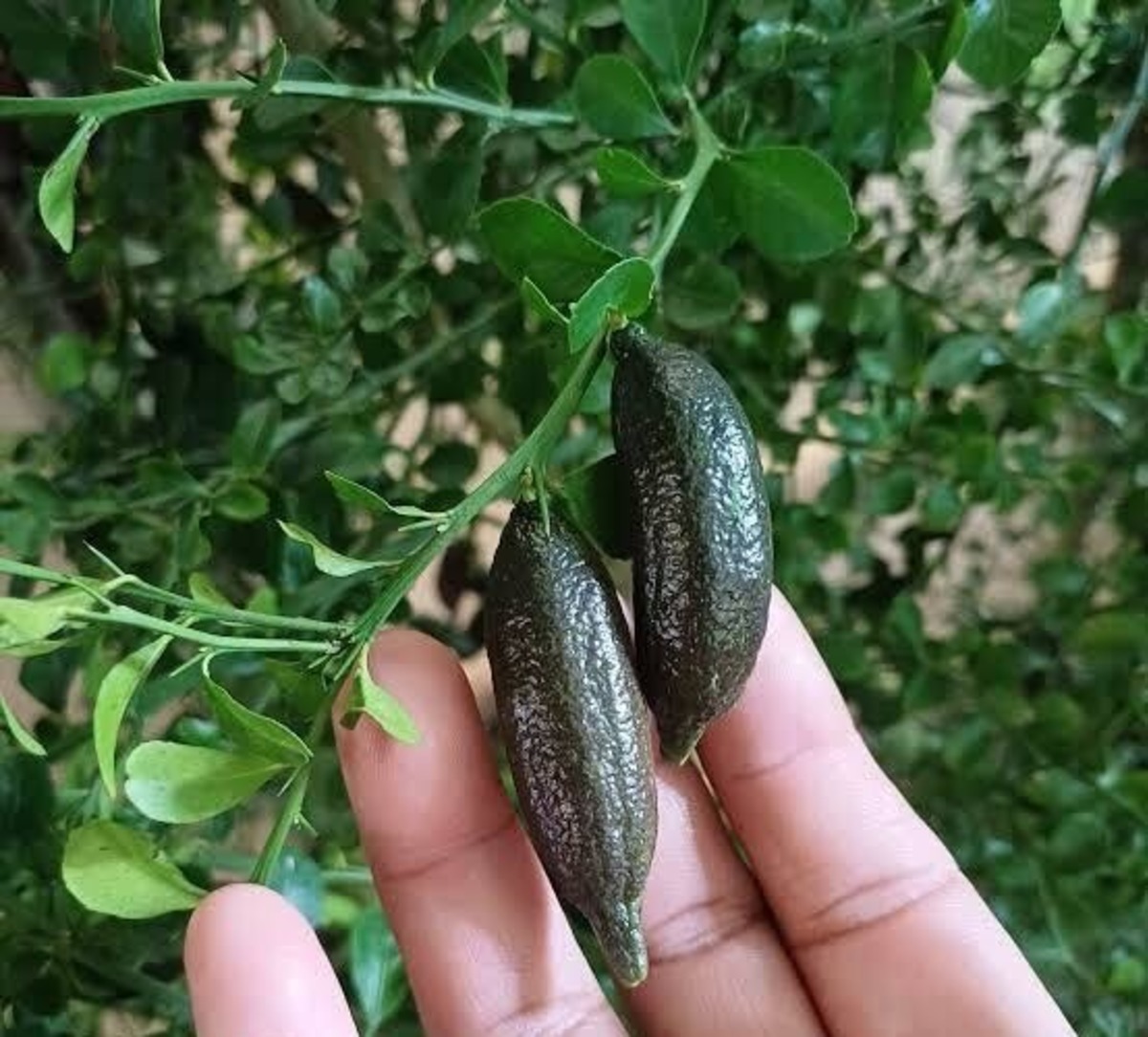 Kilosu değil, gramı servet! Toprağın yeni "yeşil altın"ı, Görsel 1