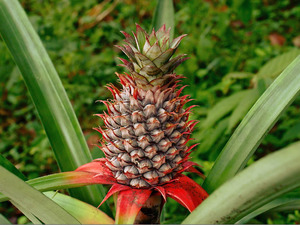 Rengi beyaz, tadı ananas! G&ouml;ren "Ham" sanıyor ama bu &ccedil;ilek ezber bozuyor