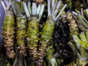 Kilosu 400 Dolar! D&uuml;nyanın En Pahalı Bitkisi "Ger&ccedil;ek Wasabi" İ&ccedil;in Karadeniz Vadileri İşaret Edildi