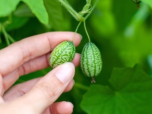 Karpuz Kesmek İ&ccedil;in Bı&ccedil;ağa Gerek Yok! &Uuml;z&uuml;m Boyutundaki "Cucamelon" Atıştırmalık Pazarını Sallayacak