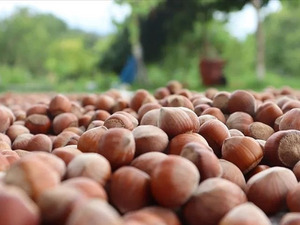 Ticaret borsalarında sezonun ilk 4 ayında 179 bin tonluk işlem