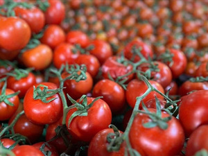 T&uuml;rkiye'den ge&ccedil;en yıl 401 milyon dolarlık domates ihra&ccedil; edildi! "2026 i&ccedil;in &ccedil;ok umutluyuz"