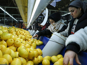 Narenciye ihracatı 2025'te T&uuml;rkiye'ye 1 milyar 477 milyon 58 bin dolar kazandırdı
