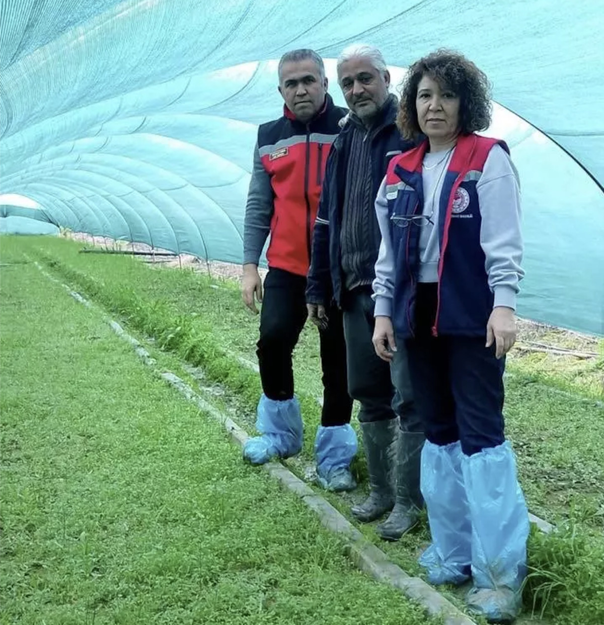 Bahçede yetiştiriliyor, kilosu altınla yarışıyor! Bu ürünü eken kazanıyor, Görsel 1