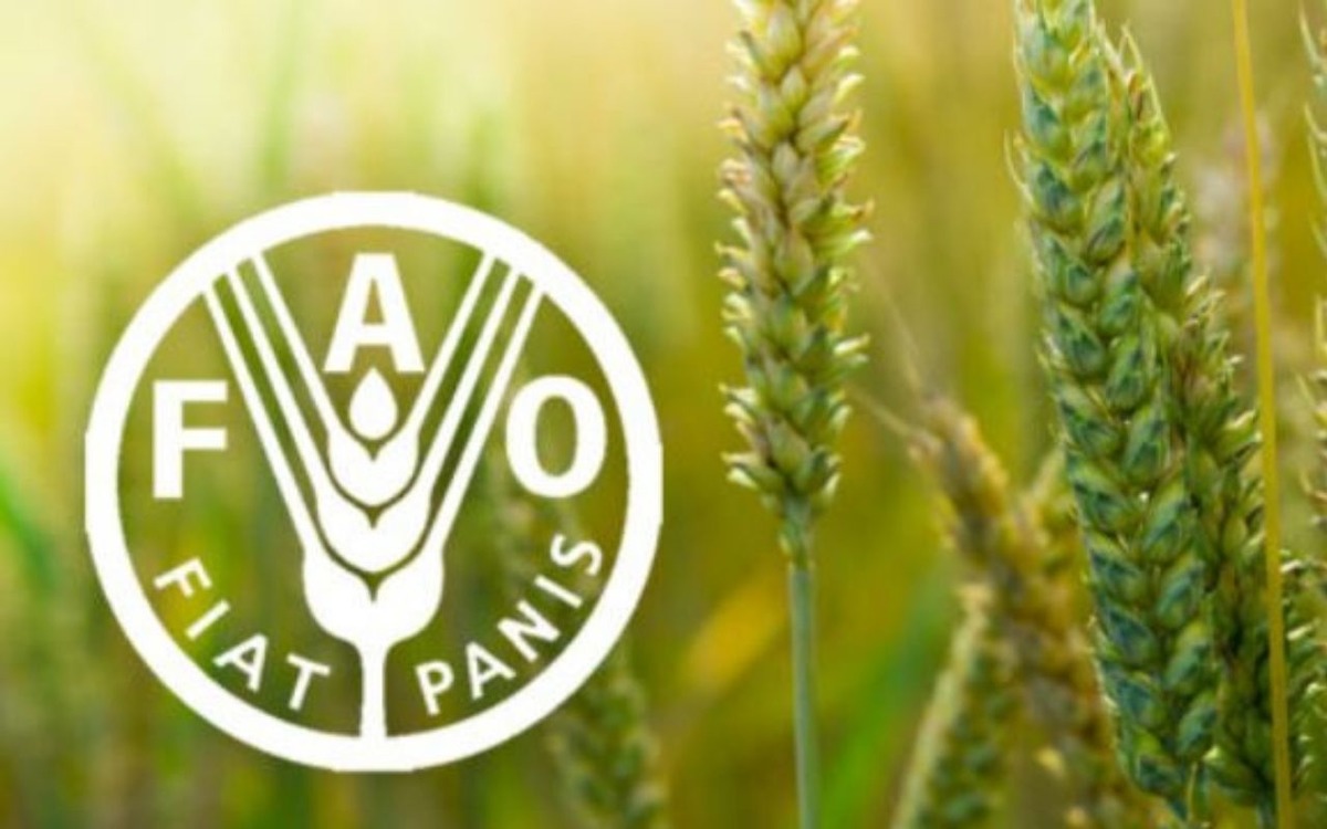 FAO raporuna göre küresel gıda fiyatları 5 aydır düşüyor, Görsel 2