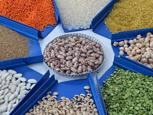 Ocak ayında hububat, bakliyat, yağlı tohumlar ihracatı 1 milyar dolara yaklaştı