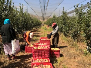 Tarımda asgari &uuml;cret kullanılmıyor: İş&ccedil;i maaşı 37 bin TL&rsquo;yi ge&ccedil;ti