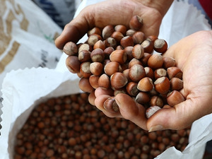 2 ayda ihracatının geliri 388 milyon doları aştı