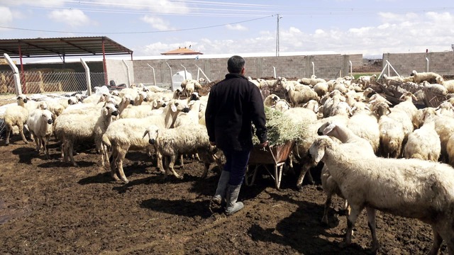 80 bin lira maaş var ama çoban yok, Görsel 4