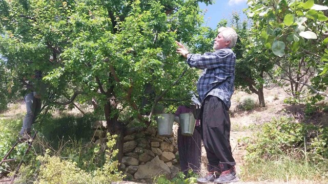10 bin TL ye satılıyordu... Hasat başladı, fiyat düştü, Görsel 1