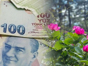 Şakayıklar a&ccedil;tı: Bu &ccedil;i&ccedil;eği koparan 700 bin TL'lik cezadan ka&ccedil;amıyor