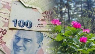 Şakayıklar açtı: Bu çiçeği koparan 700 bin TL'lik cezadan kaçamıyor