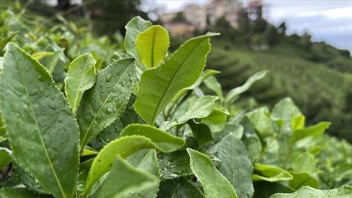 2026 yaş &ccedil;ay alım fiyatı a&ccedil;ıklandı: Y&uuml;zde 37,5 zam, G&ouml;rsel 2