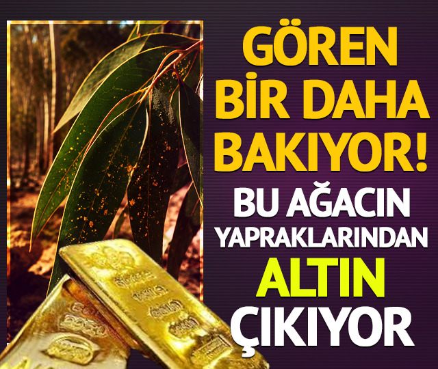 Bu ağacın yapraklarından altın &ccedil;ıkıyor!