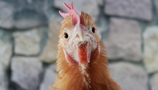 Kayyum tedbirleri kalkıyor: 7 beyaz et şirketi için karar verildi
