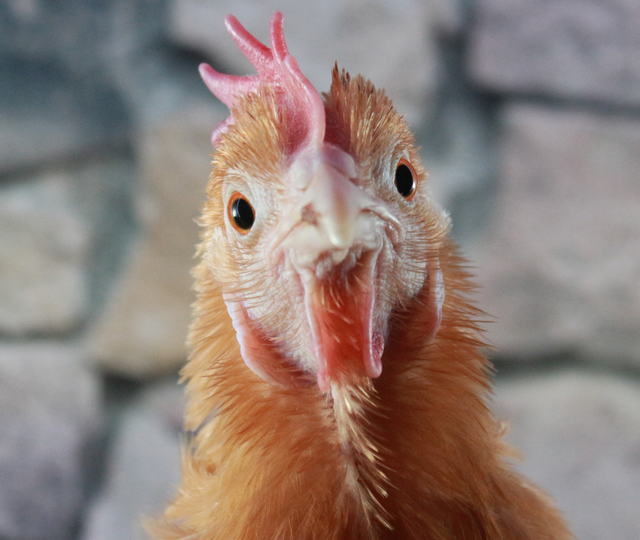 Kayyum tedbirleri kalkıyor: 7 beyaz et şirketi i&ccedil;in karar verildi