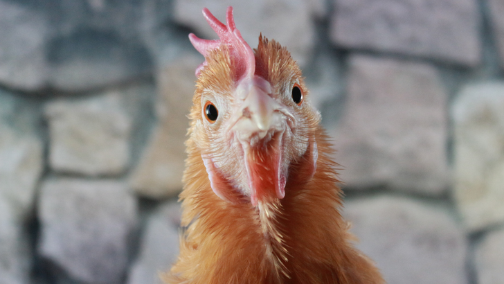 Kayyum tedbirleri kalkıyor: 7 beyaz et şirketi i&ccedil;in karar verildi