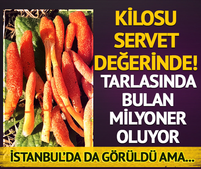 B&ouml;cekten &ccedil;ıkıyor, servet fiyatına satılıyor: Kilosu 145 bin dolar