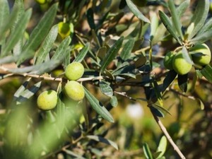 Zeytin şirketinde kritik s&uuml;re&ccedil;! Alacaklılar parasını bekleyecek