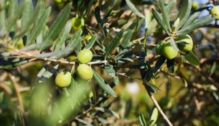 Zeytin şirketinde kritik süreç! Alacaklılar parasını bekleyecek