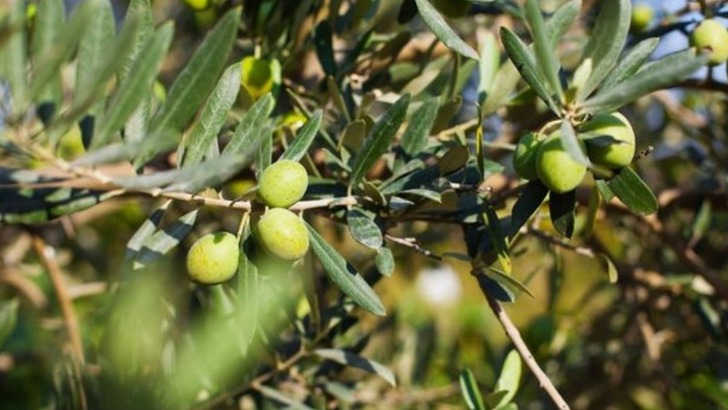 Zeytin şirketinde kritik s&uuml;re&ccedil;! Alacaklılar parasını bekleyecek