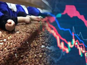 Hisseleri sert d&uuml;şen fındık şirketinde y&ouml;netim sessizliğini bozdu!
