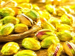 "Yeşil altın" mesaisi başladı! Dalından toplanıyor