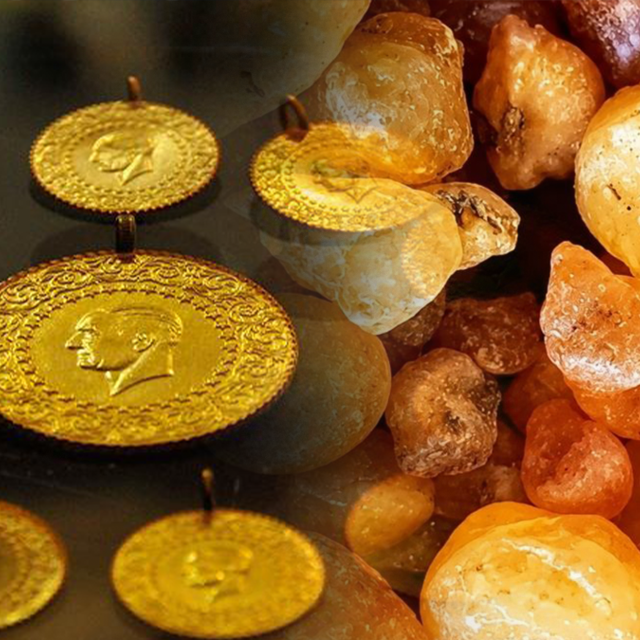 Kilosu altından daha pahalı: Ağa&ccedil;lardan toplanıyor