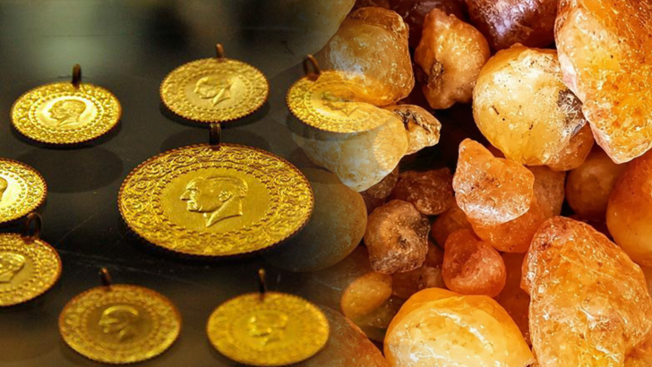Kilosu altından daha pahalı: Ağa&ccedil;lardan toplanıyor