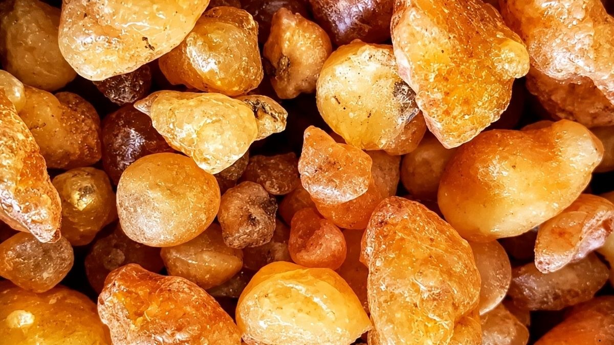 Kilosu altından daha pahalı: Ağaçlardan toplanıyor, Görsel 2