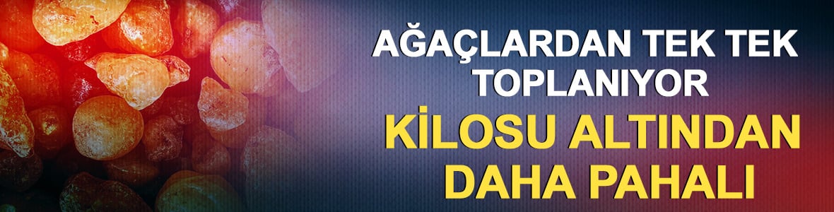 Kilosu altından daha pahalı: Ağa&ccedil;lardan toplanıyor